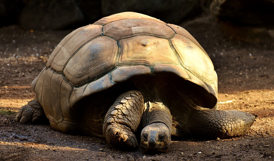 Tortue Marginata, une tortue terrestre