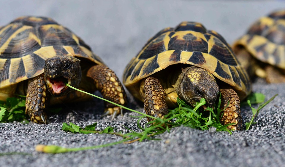 L'accouplement des tortues hermann