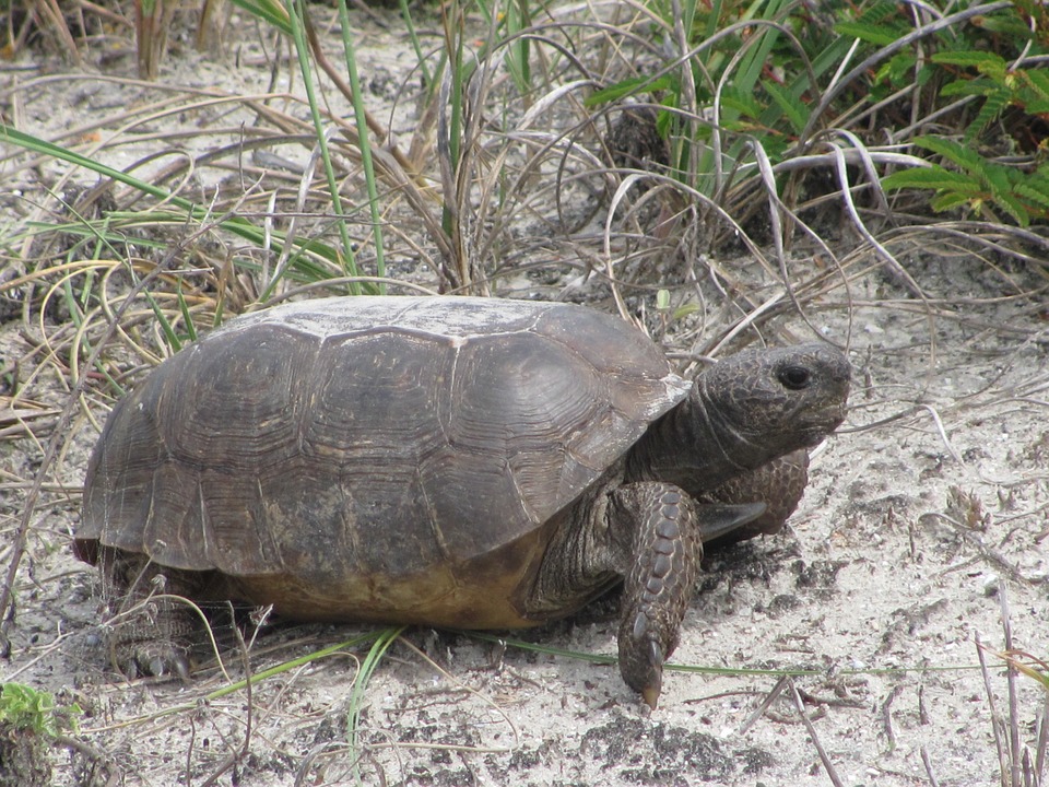 kyste tortue