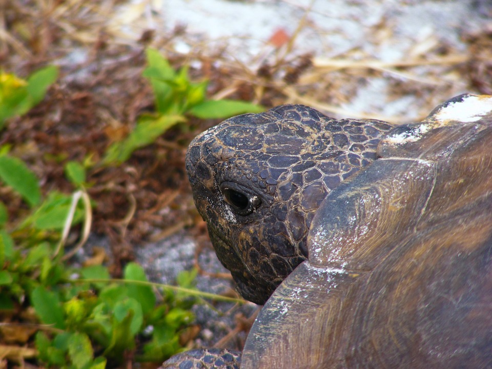 cohabitation tortue