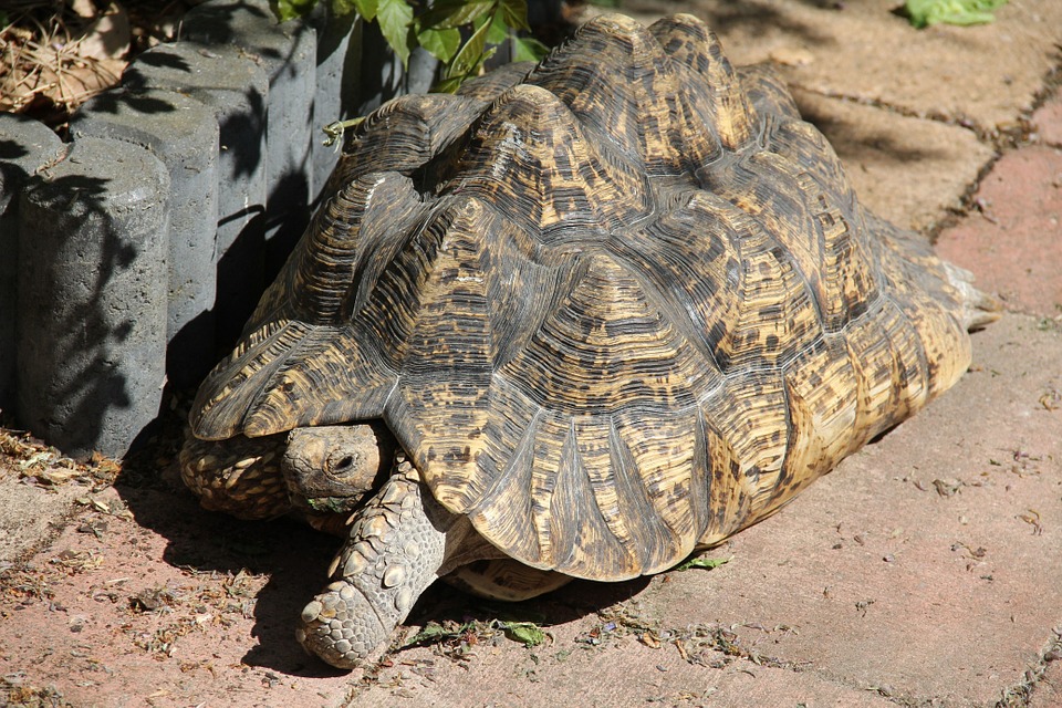 Tortue terrestre qui se retourne sur le dos