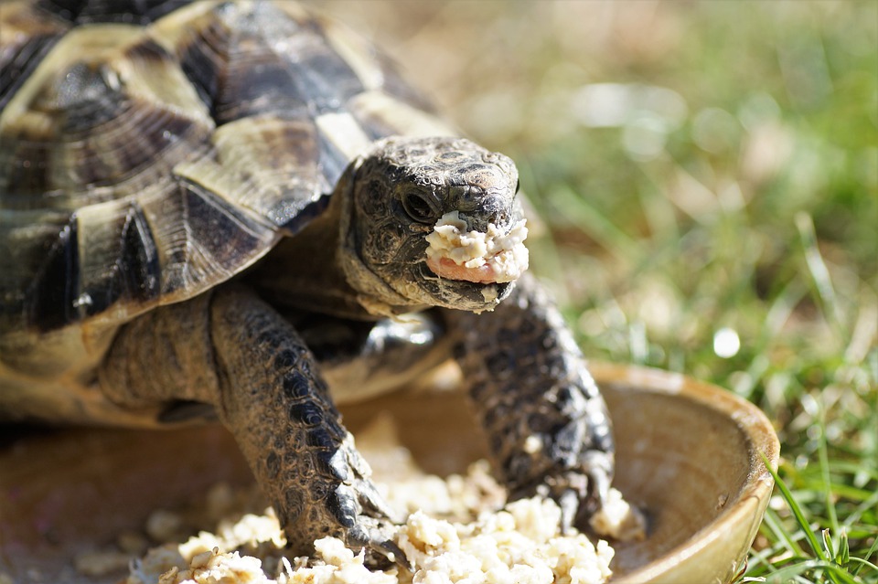 maladie tortue terrestre