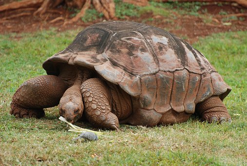 plastron_tortue