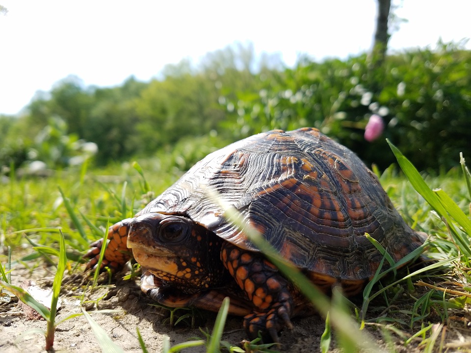 nourriture tortue