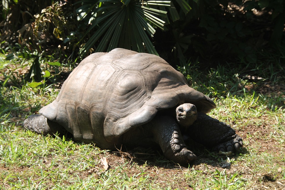 Accouplement et reproduction de tortue hermann male et femelle