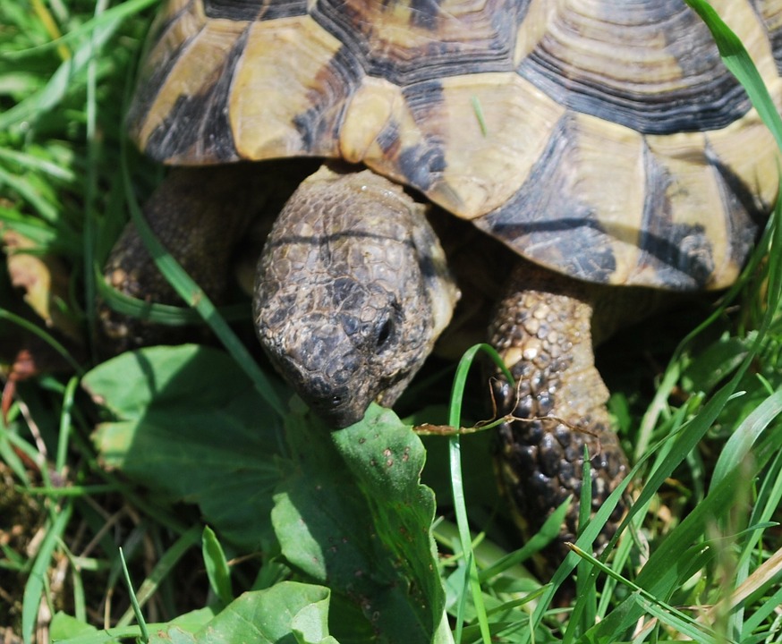 tortue terrestre