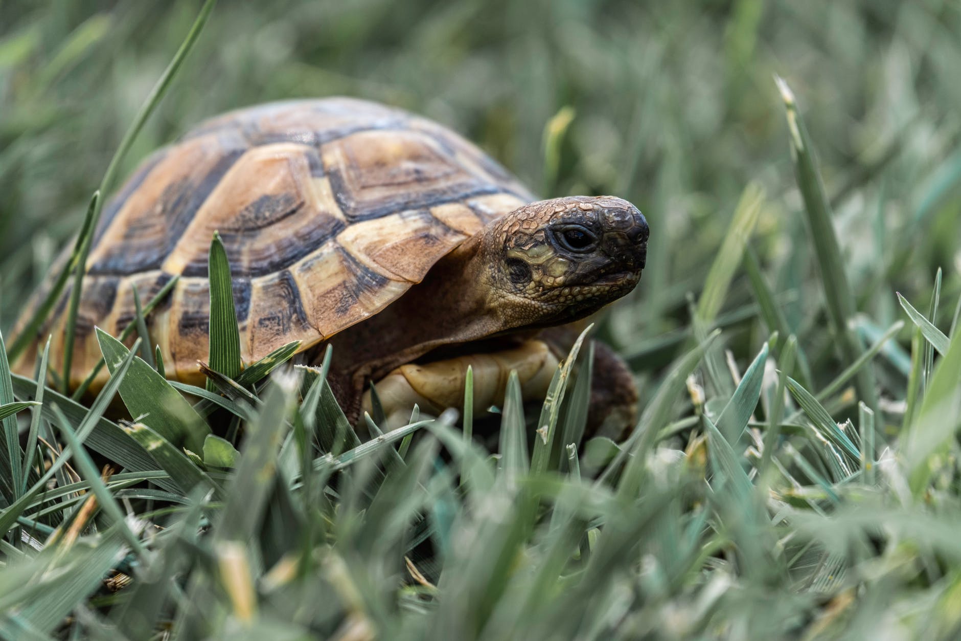 Acheter une tortue Hermann