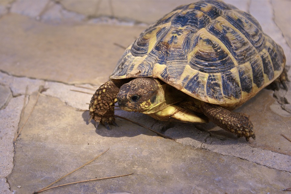 prédateurs de la tortue d'Hermann et Boettgeri