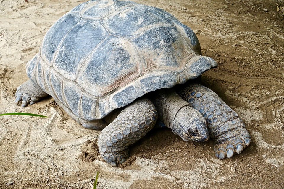 tortue en hivernation