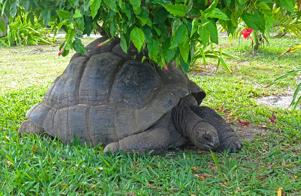 Sortie hibernation tortue hermann