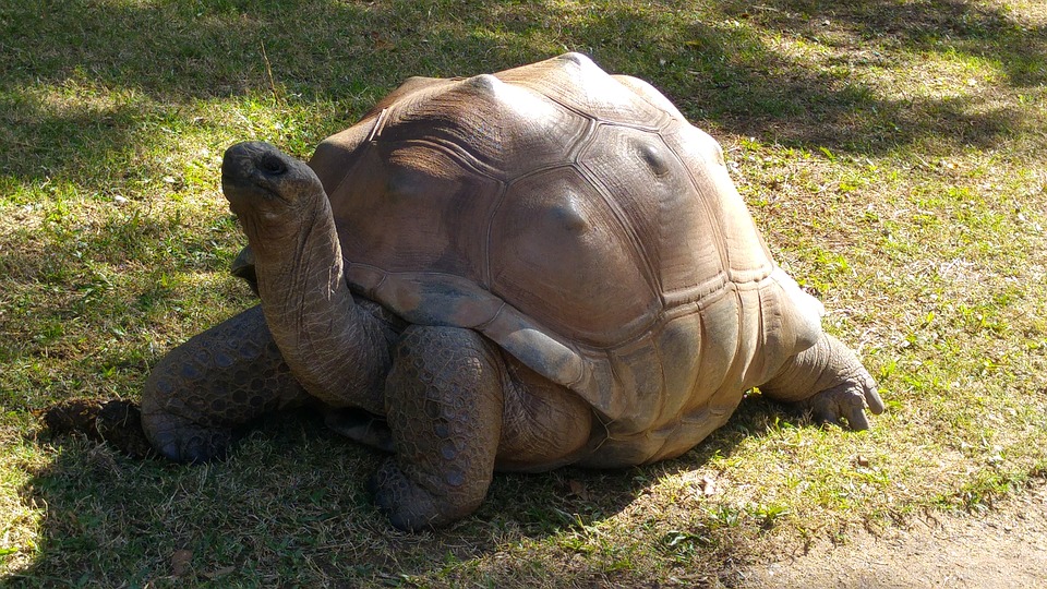 éclosion d'un œuf de tortue