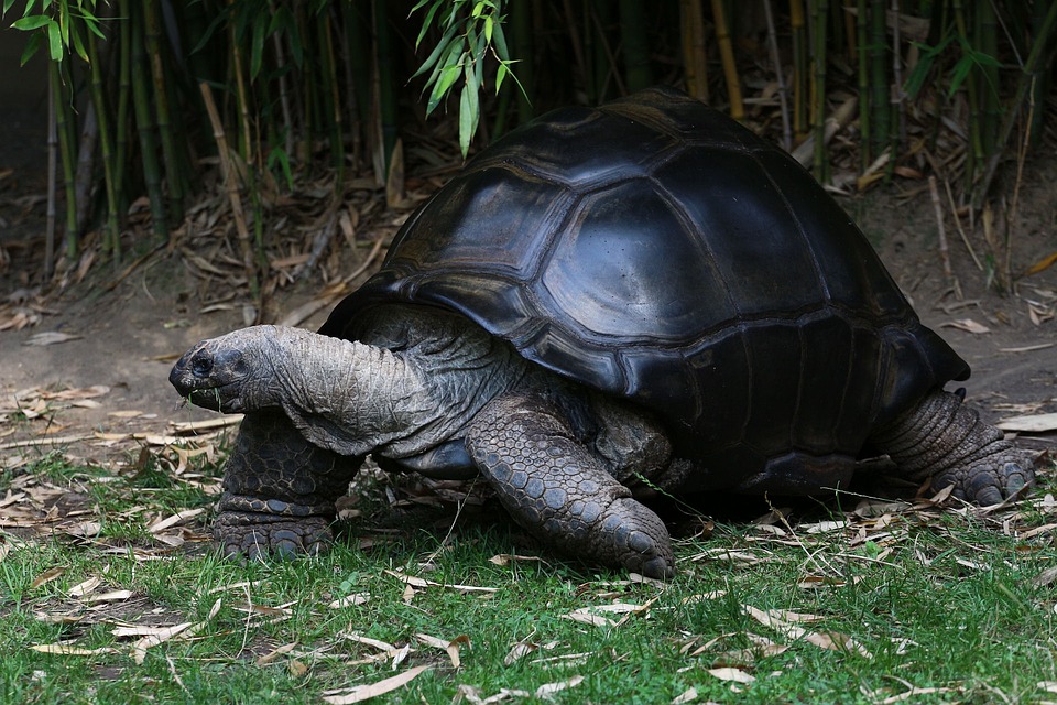 Le blog de linepassion, dédié aux tortues d'Hermann