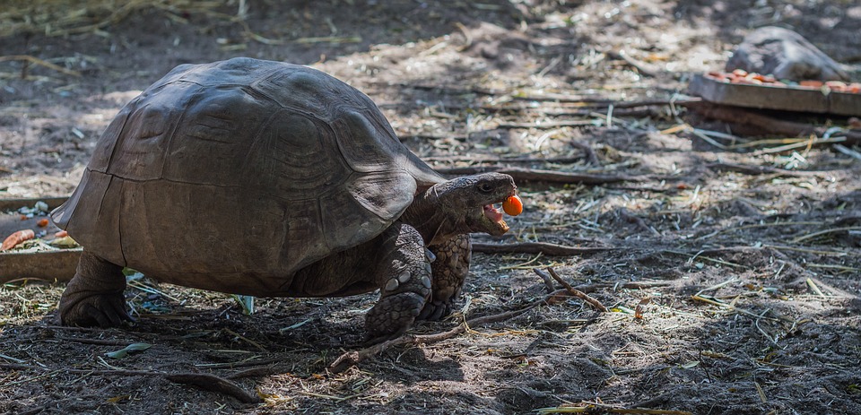 Tortue de terre : Dipsochelys elephantina ou Tortue géante d’Aldabra