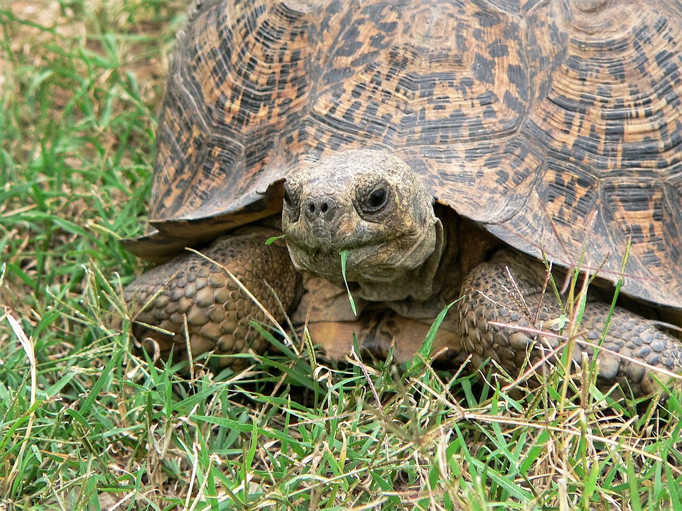 Tunnel sous les rails pour les tortues !