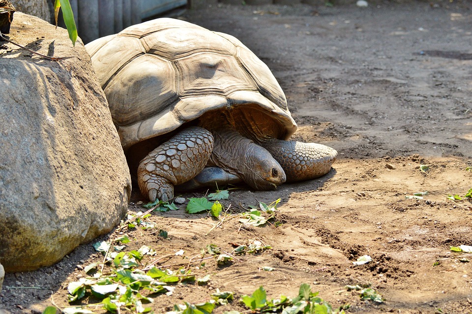 Soigner une tortue de terre et quelles maladies