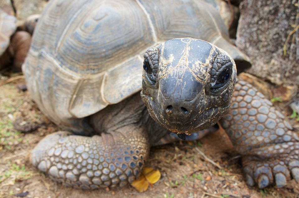 Tortue qui se retourne et frole la mort