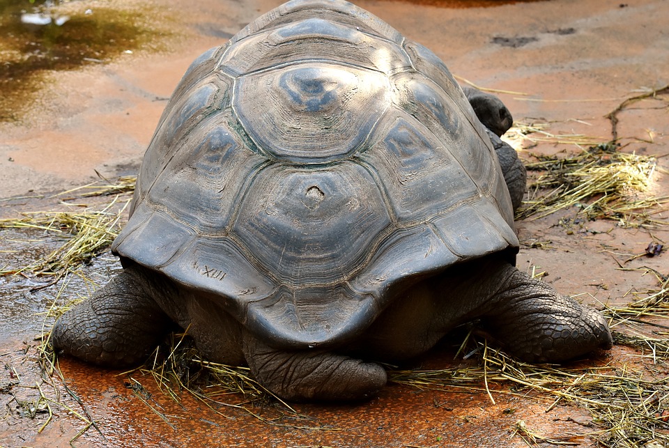 Pénis de la tortue hermann, une étrangeté !