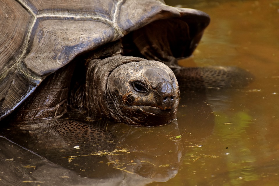 Tortue testudo kleinmanni ou Tortue égyptienne