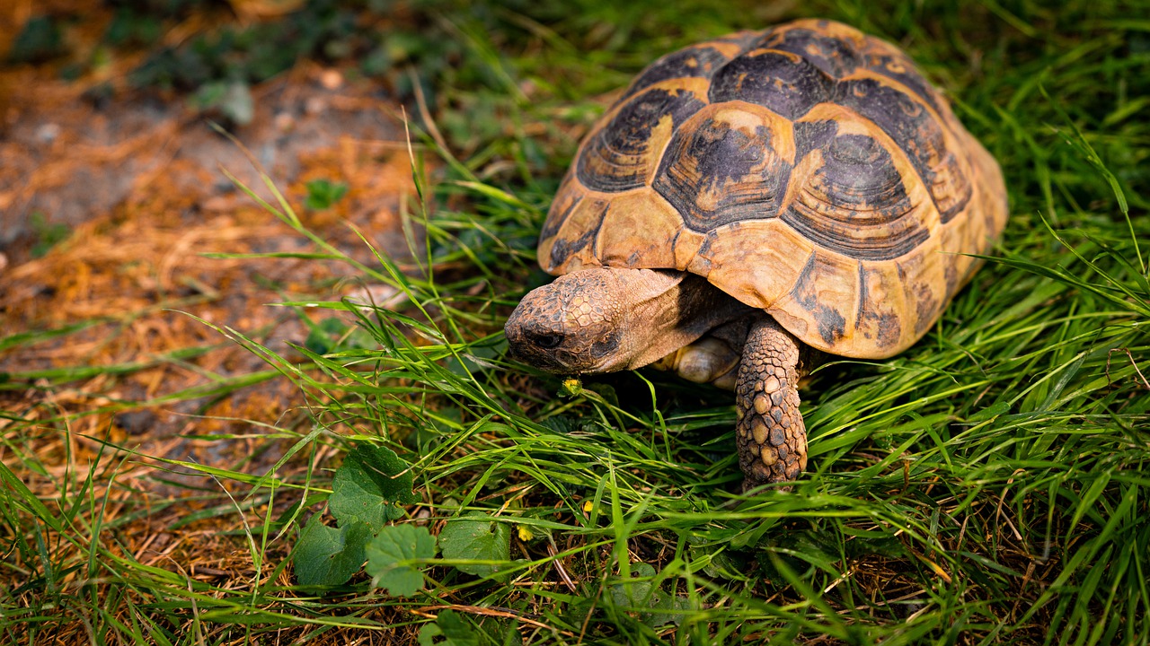 acheter-tortue-terrestre-legalement