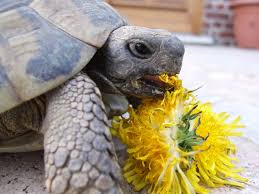 Tortue dégustant un pissenlit