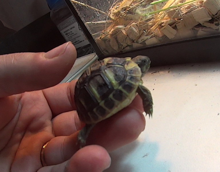 Bébé tortue hermann durant la période d'hibernation