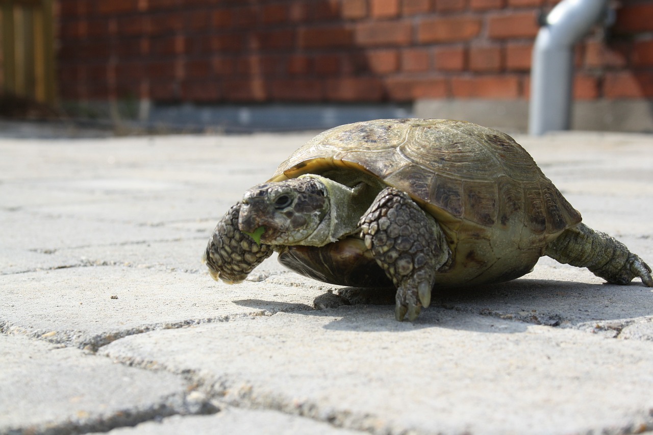 carapace-tortue-terrestre-molle-pourquoi-et-comment-y-remedier