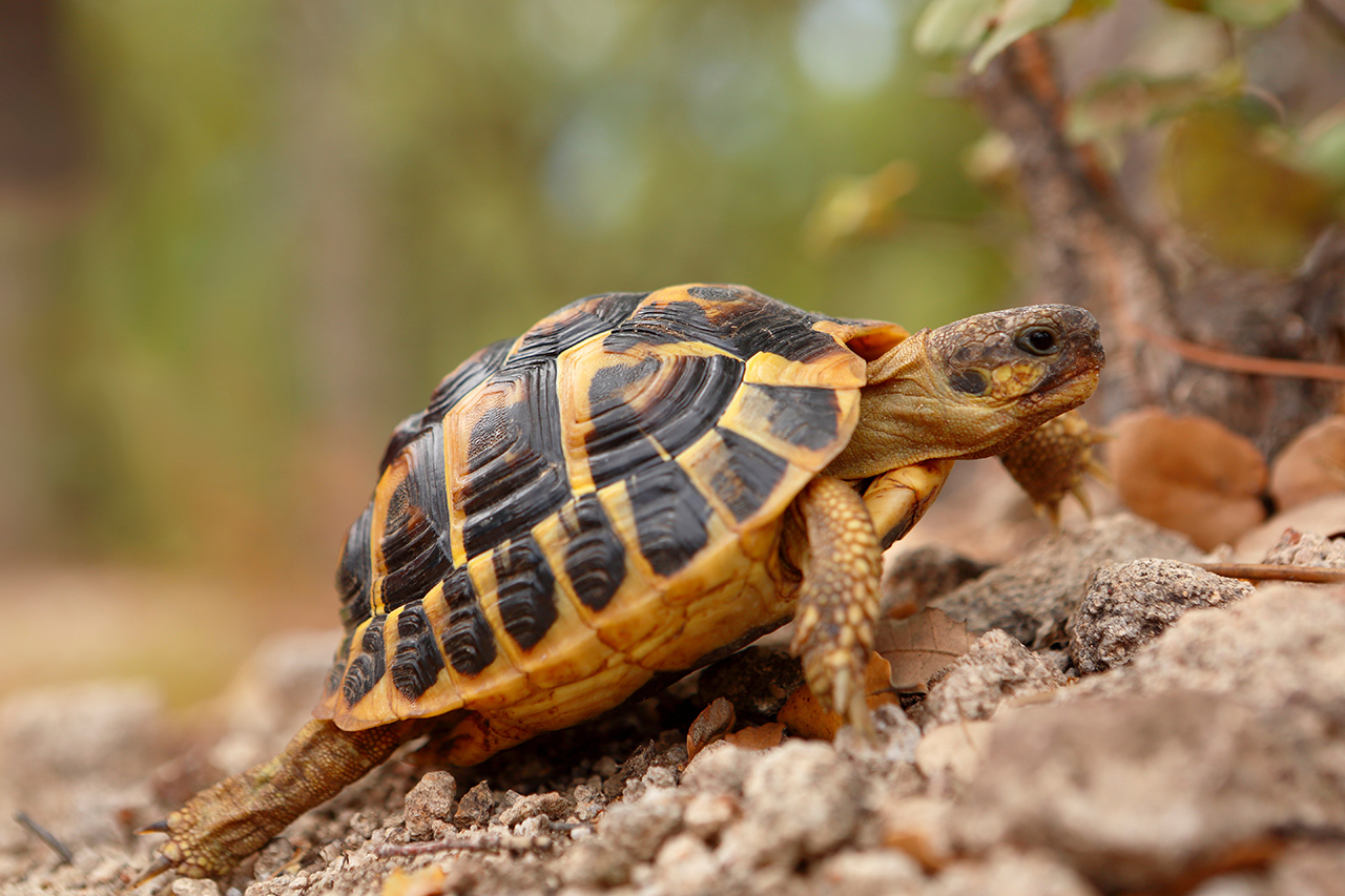 La carapace de la tortue est-elle résistante ? - Ça m'intéresse