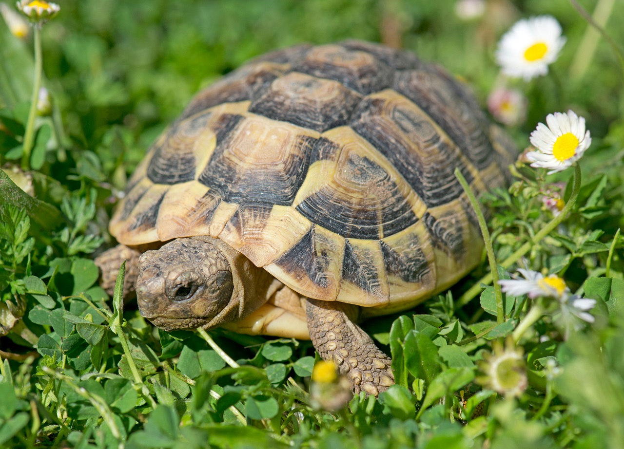 comment-determiner-age-tortue-de-terre-hermann