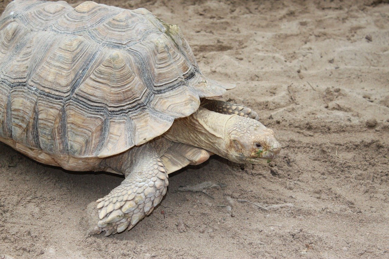 determiner sexe tortue terrestre