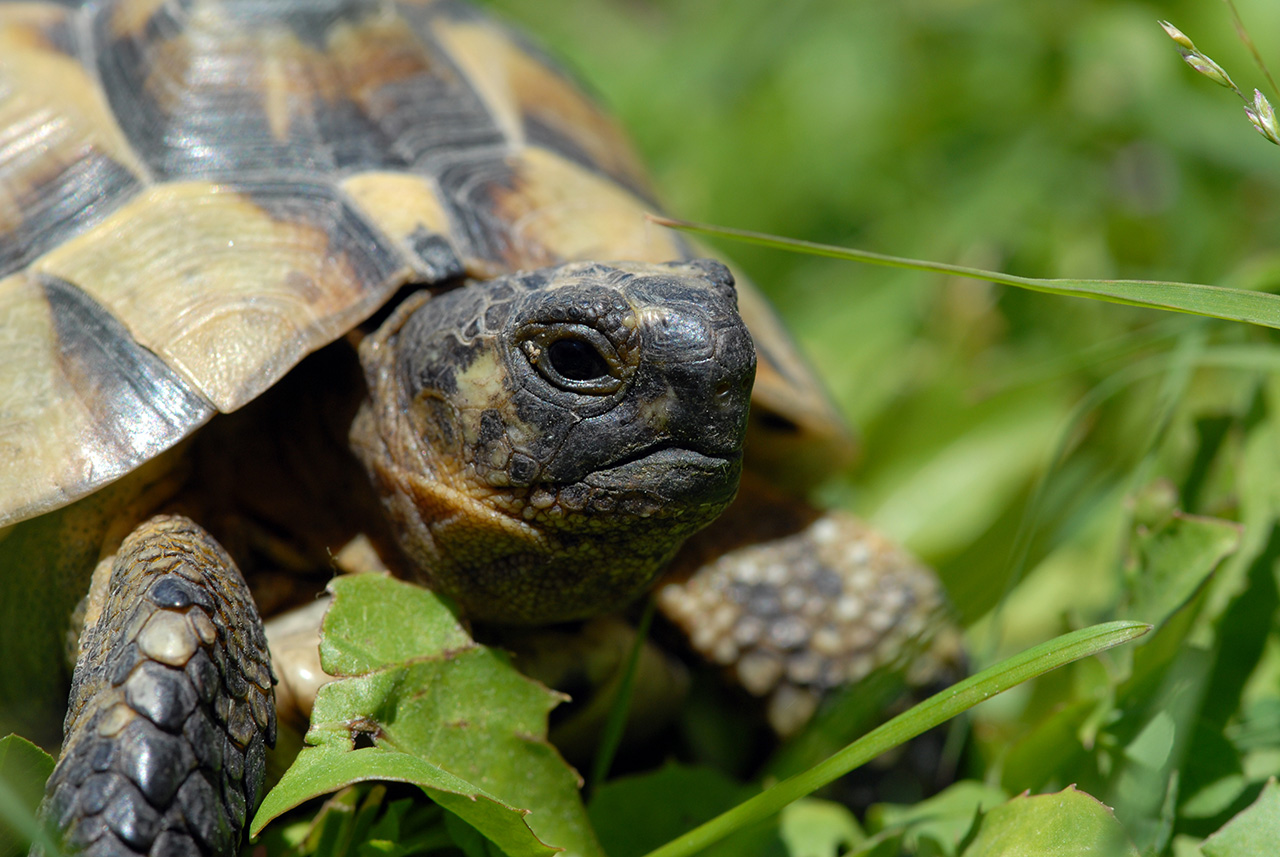 doit-on-laver-sa-tortue-de-terre