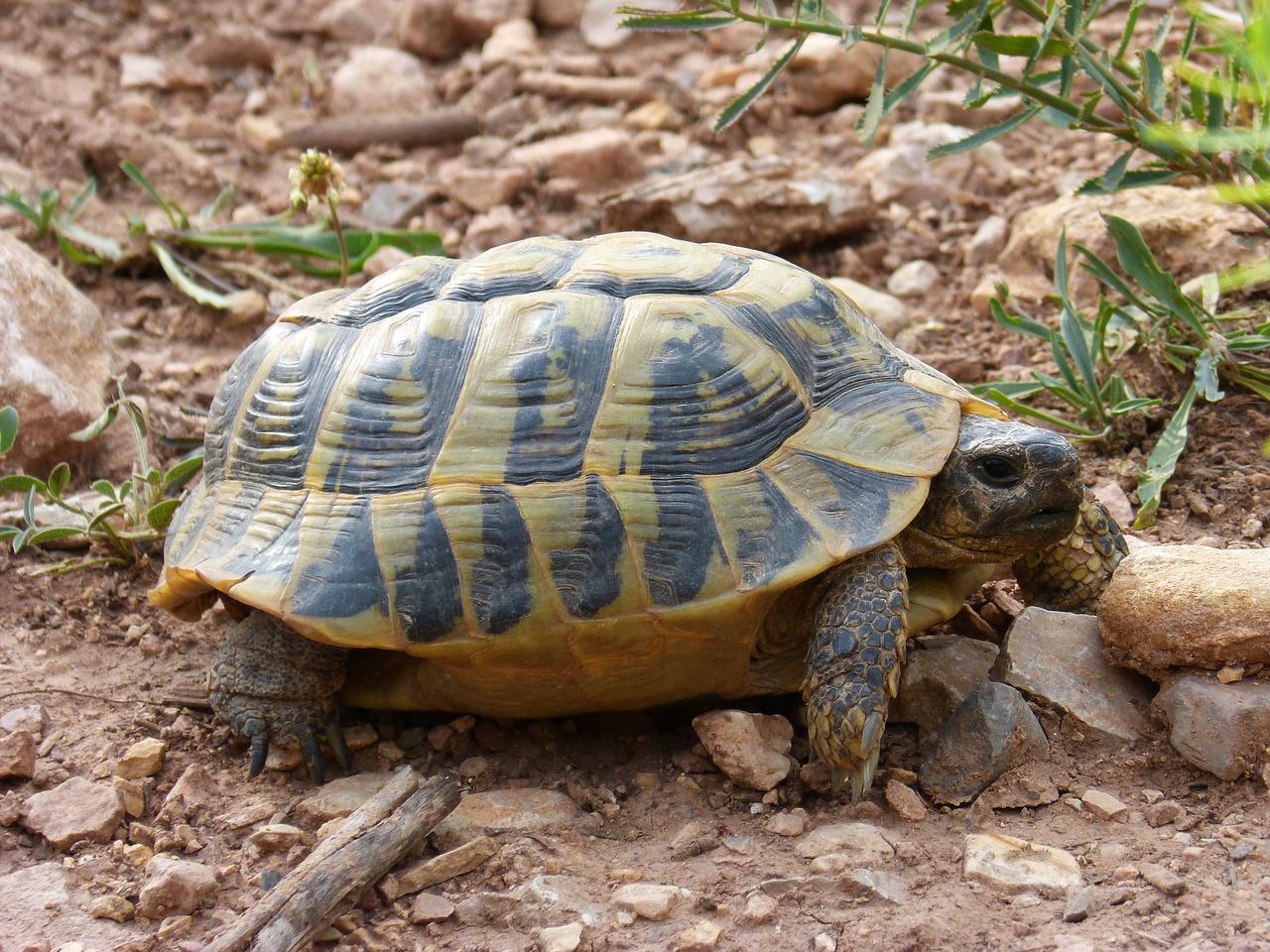 Liste des cliniques vétérinaires spécialisées en reptile, tortue et NAC