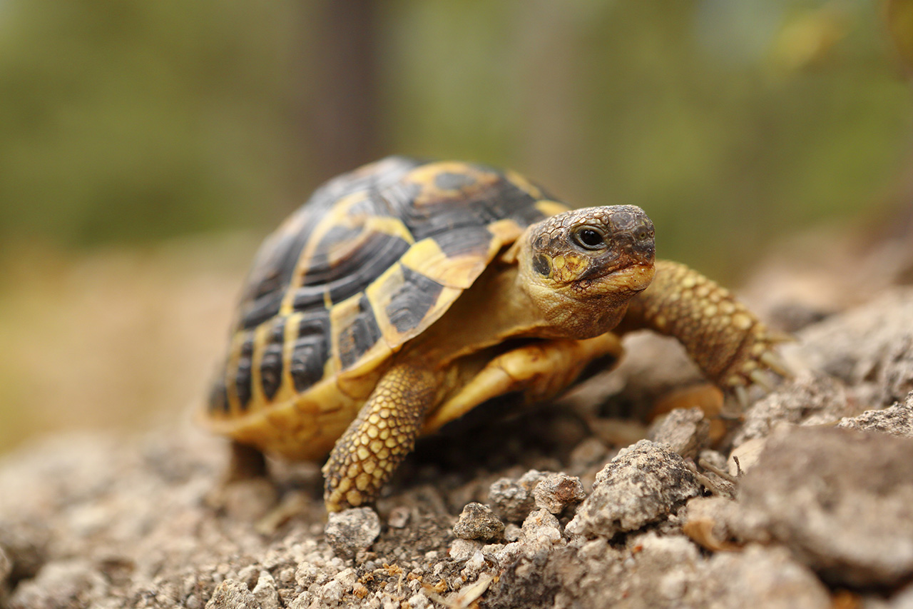 fruits-préférés-tortues-terrestres