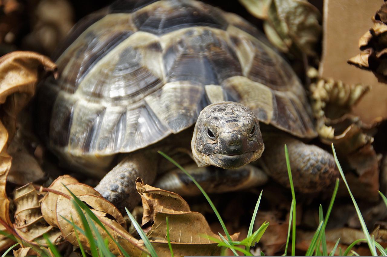 risque-noyade-gamelle-eau-tortue