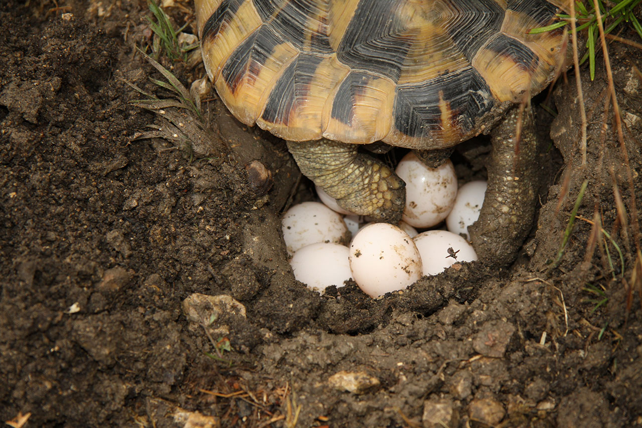 comment-savoir-si-oeuf-tortue-feconde