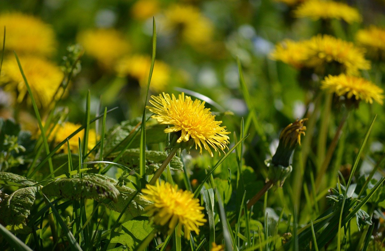 plantes-tortues-terre-pissenlit