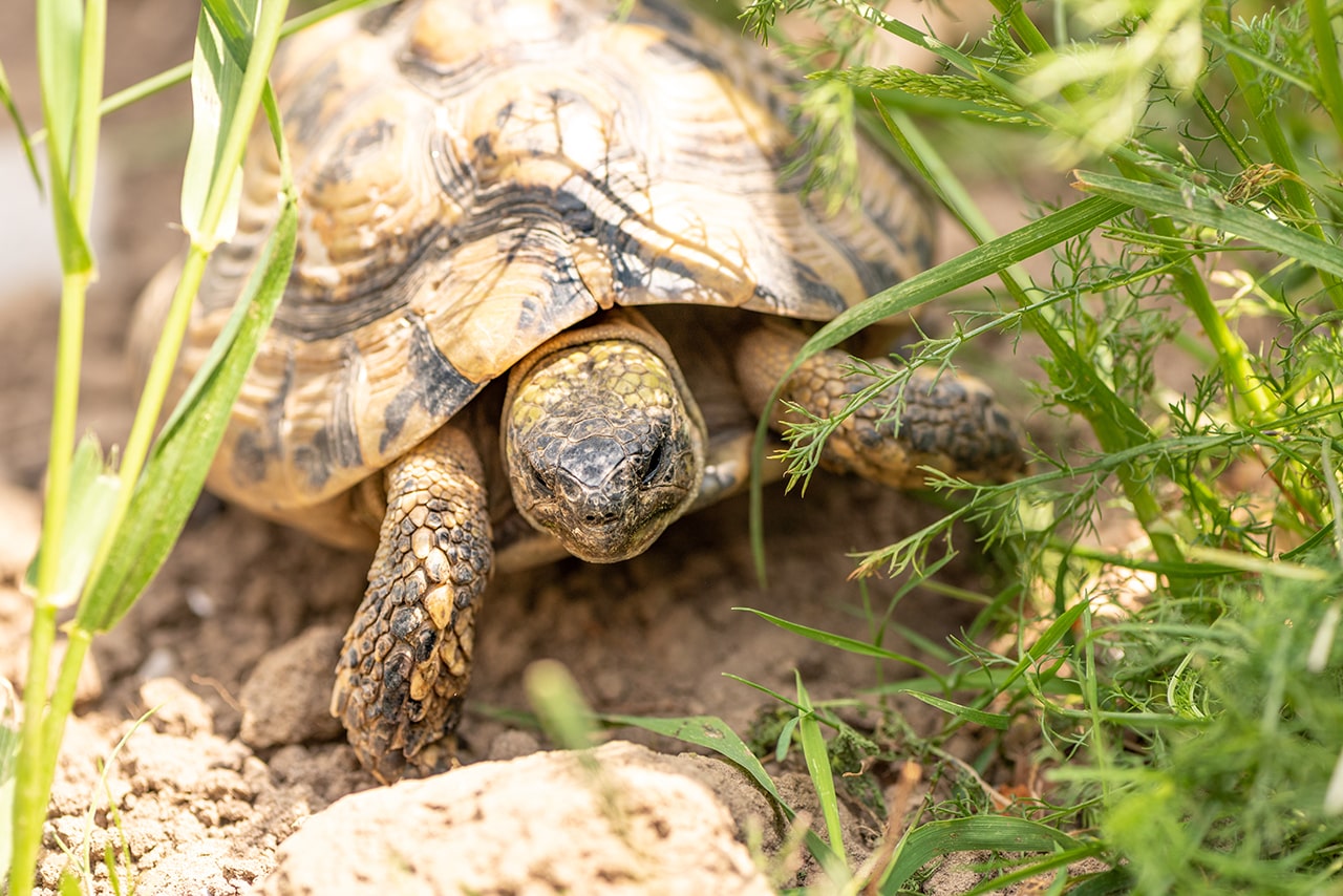 preparer-enclos-tortues-hermann-pour-printemps-et-ete