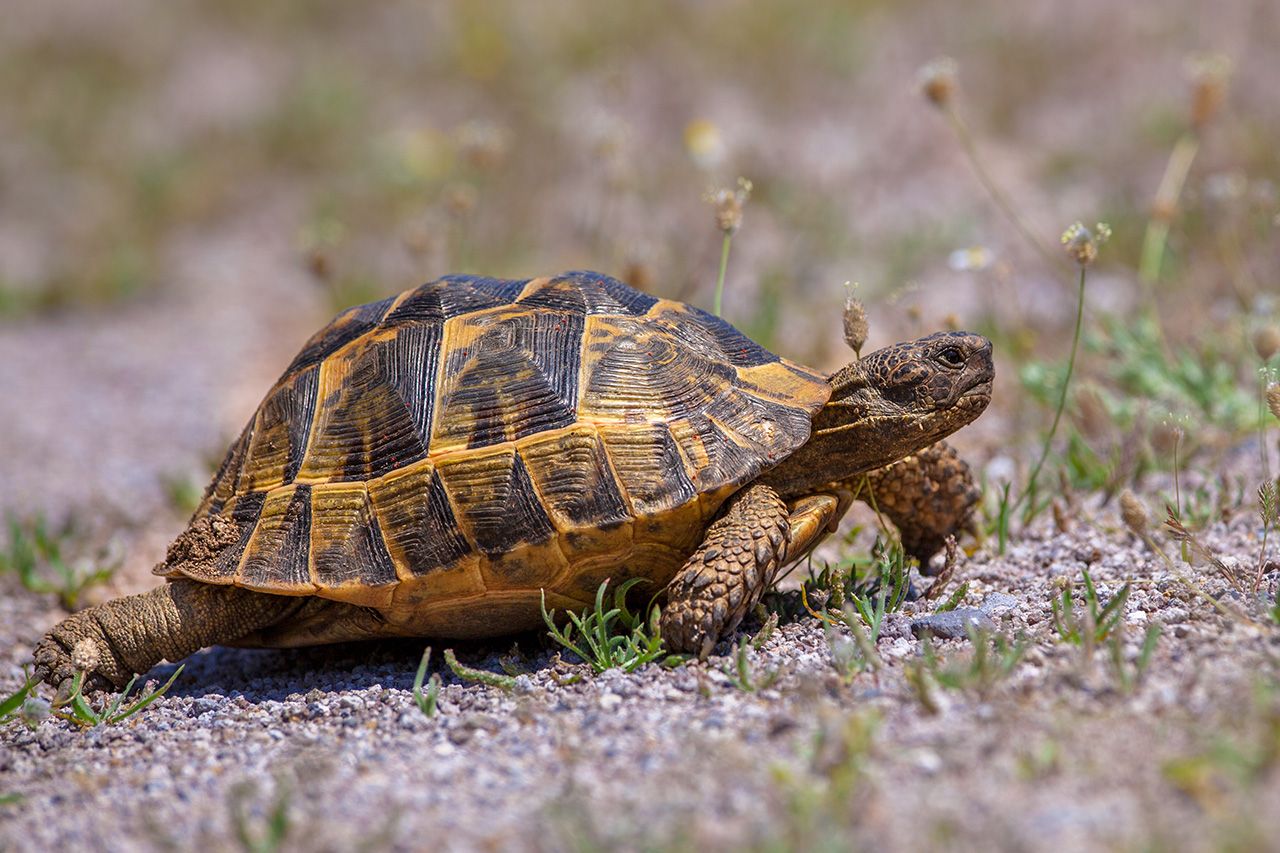 vol-tortue-terrestre-comment-eviter