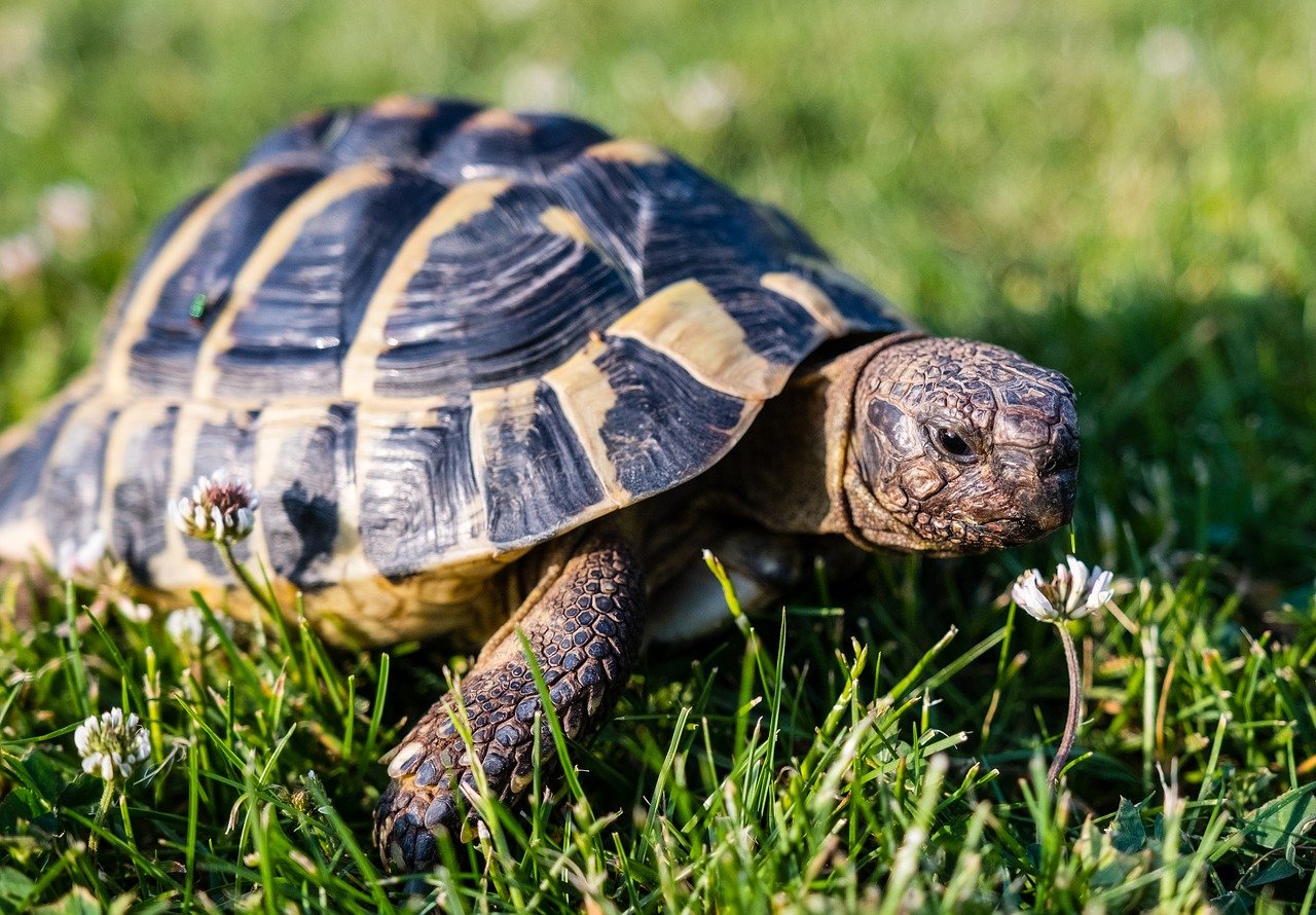 quelle-lampe-uvb-choisir-pour-sa-tortue-terrestre