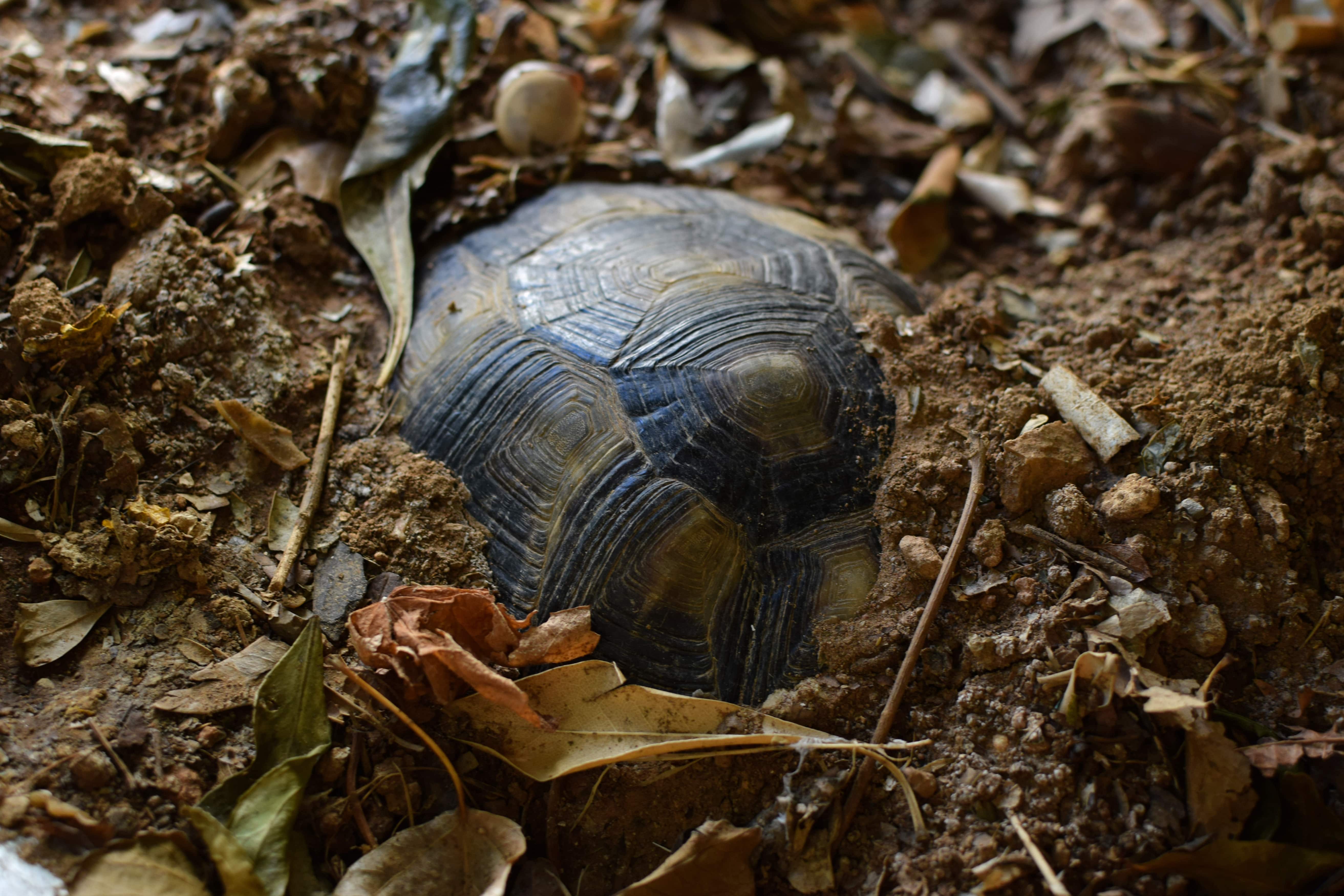 pourquoi-il-est-important-de-limiter-alimentation-des-tortues-avant-hivernation