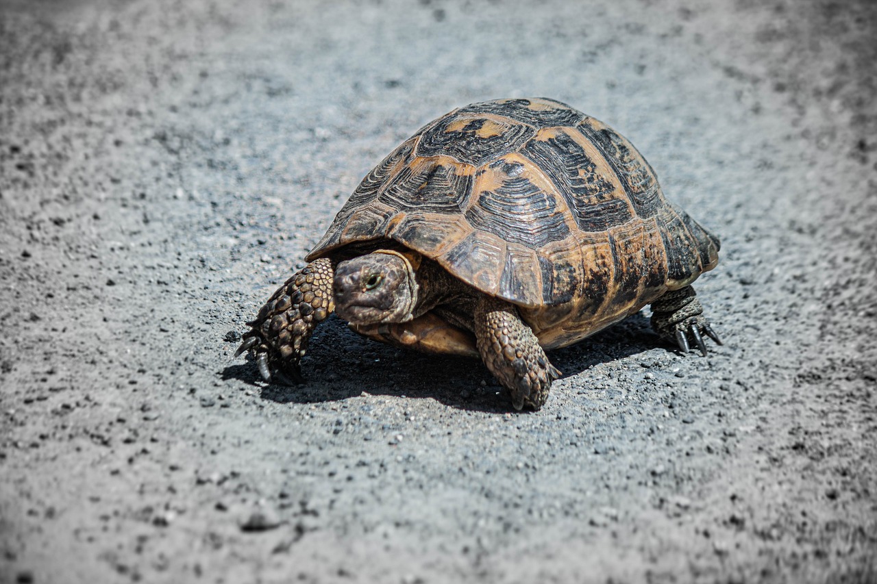 tortues-terrestres-peuvent-elles-entendre