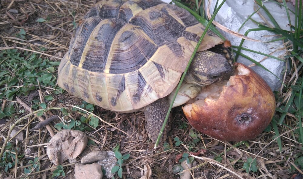 Tortue de terre : Testudo Boettgeri