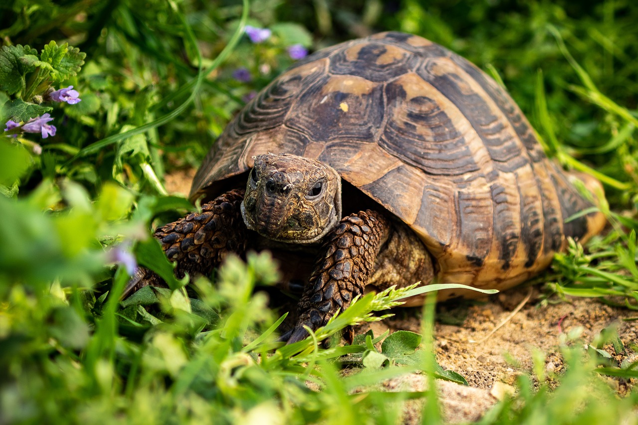 Tortue De Terre Information Tortue Hermann Testudo Hermanni 