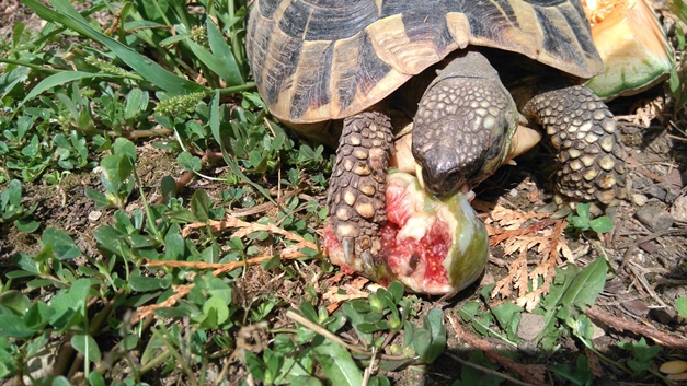 tortue hermann et une figue comme nourriture