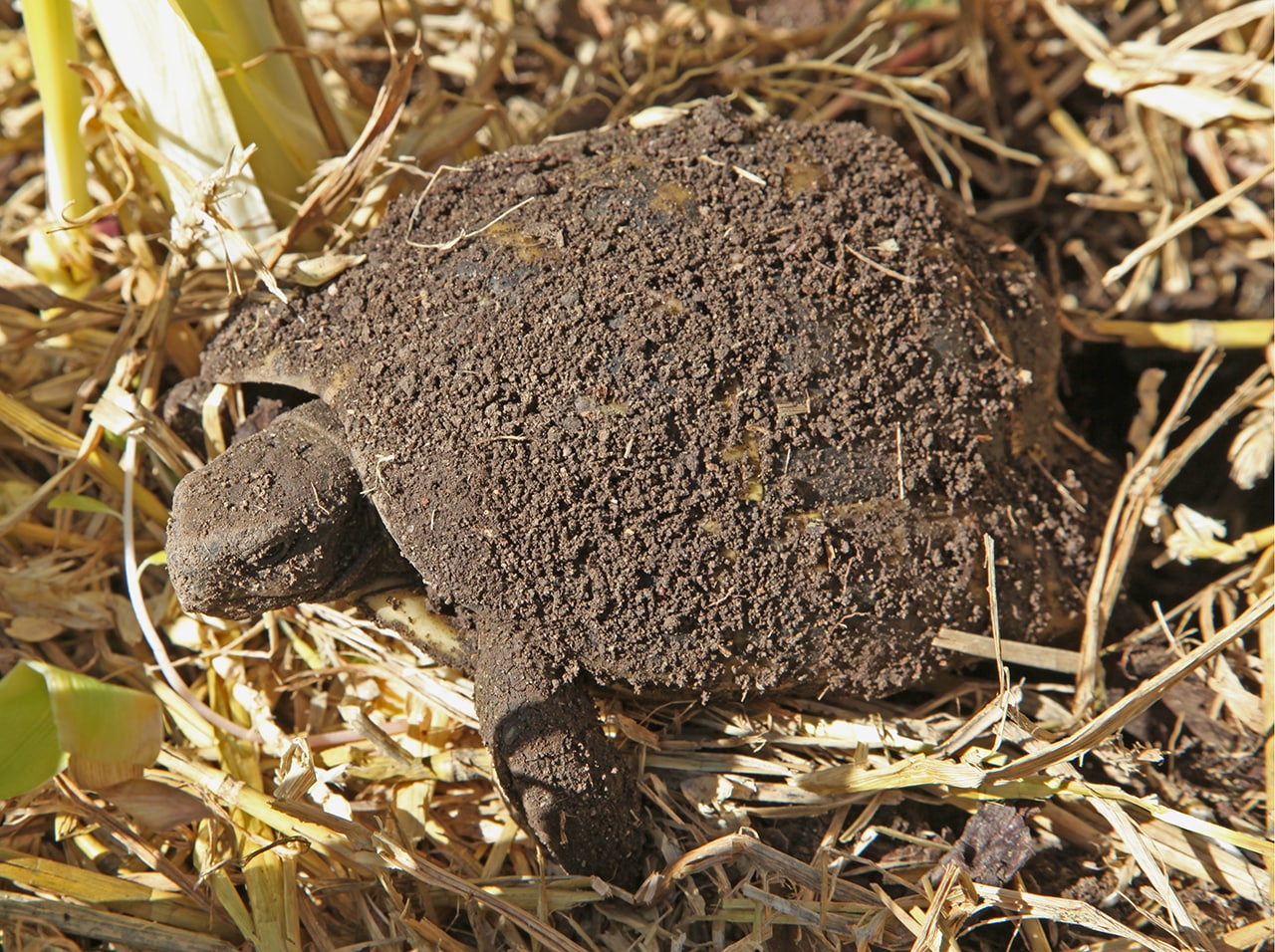 que-faire-si-tortue-hermann-se-reveille-trop-tot-de-son-hibernation