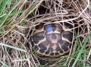 sortie-hibernation-tortues-prevenir-carences-deshydratation