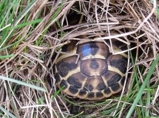 Sortie hibernation tortue terrestre