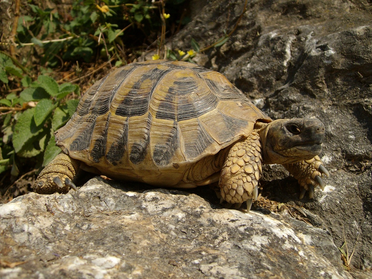 tortue-terrestre-hermann-livres