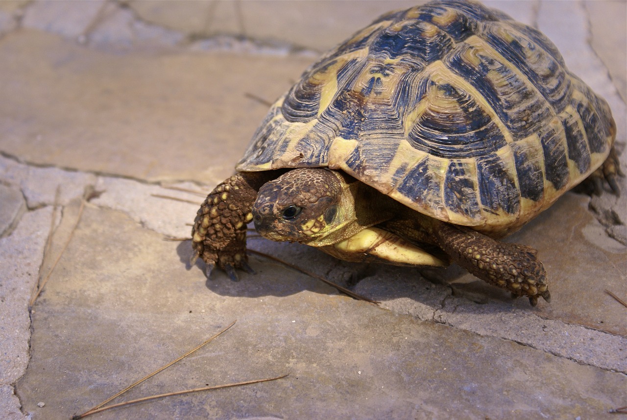 comment-choisir-gamelle-pour-tortue-terrestre