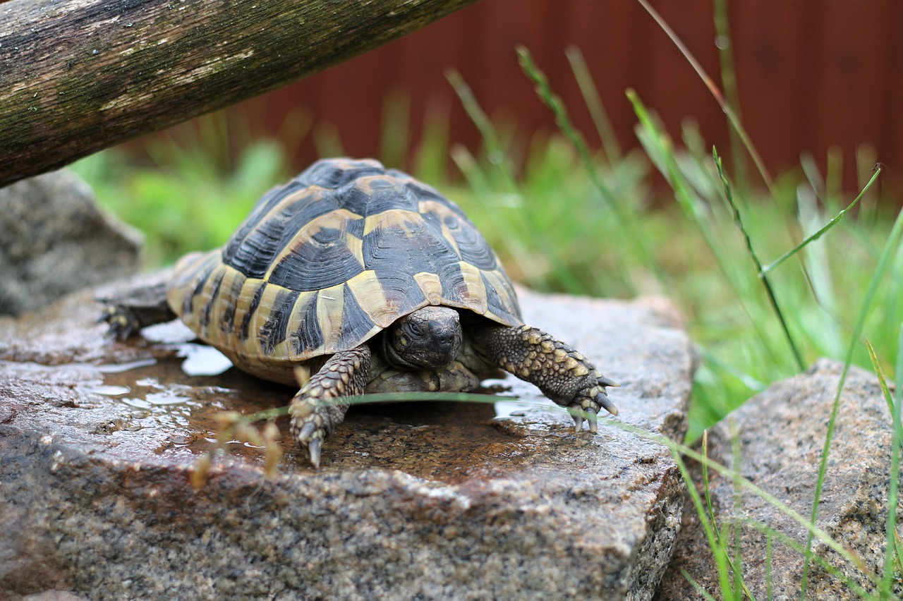 identification-tortue-terrestre