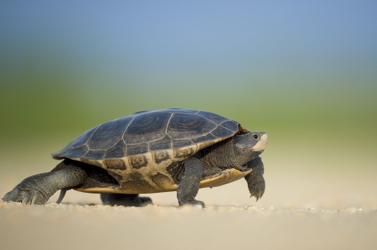 terrarium pour tortue terrestre